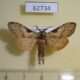 62734p Notodontiidae Eurystauridia triangularis Uganda $6