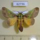 62736p Limacodidae Stroter capillatus Uganda $12