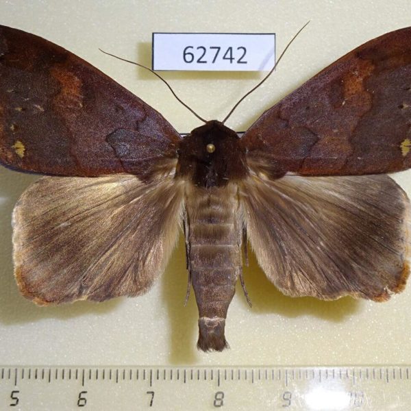 Noctuidae Stenopis rubrescens Uganda