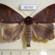 62742p Noctuidae Stenopis rubrescens Uganda $10