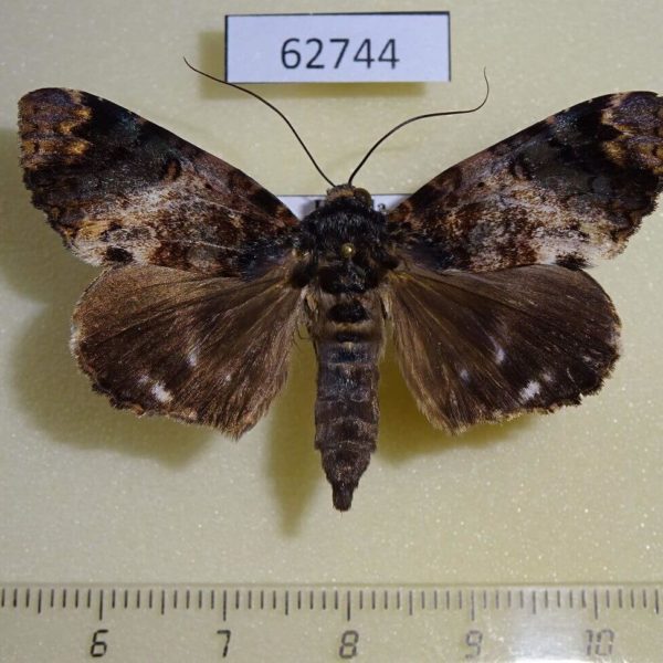Noctuidae Catephia monosema Uganda