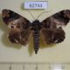 62744p Noctuidae Catephia monosema Uganda $9