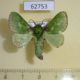 62753p Limacodidae Parasa viridissima Uganda $12