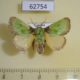 62754p Limacodidae Latoia vivida Uganda $9