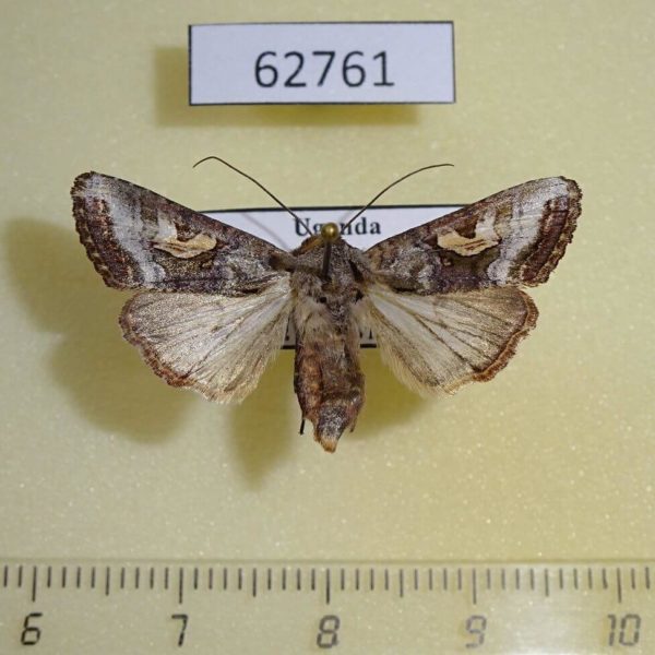 Noctuidae Conservula anthophyes Uganda
