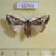 62761p Noctuidae Conservula anthophyes Uganda $9