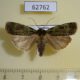 62762p Noctuidae Mentaxya camerunensis Uganda $6