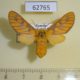 62765p Arctiidae Rhipidarctia crameri f Uganda $18