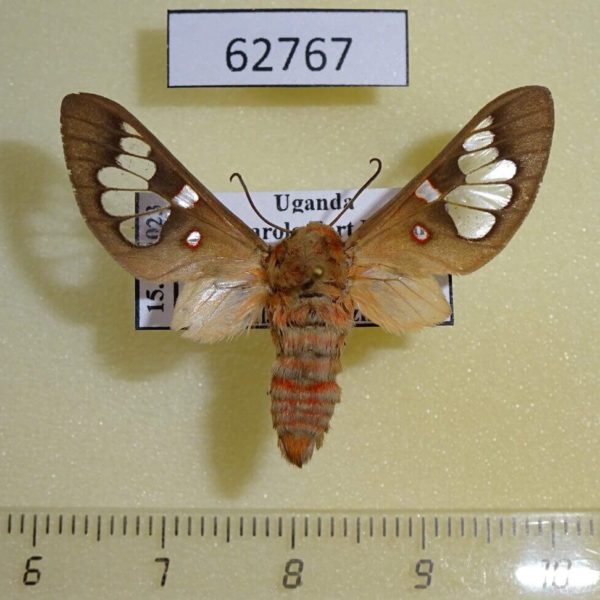 Arctiidae Balacra sp. longimaculata Uganda