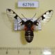 62769p Arctiidae Balacra diaphana Uganda $50