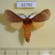 62782p Arctiidae Metarctia sp. debauchei Uganda $15