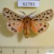 62783p Arctiidae Chelis dahurica Kazakhstan $15