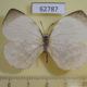 62787p Lycaenidae Larinopoda tera Uganda $9
