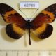 62788p Nymphalidae Bematistes quadricolor Uganda $9