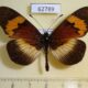 62789p Nymphalidae Bematistes quadricolor Uganda $9