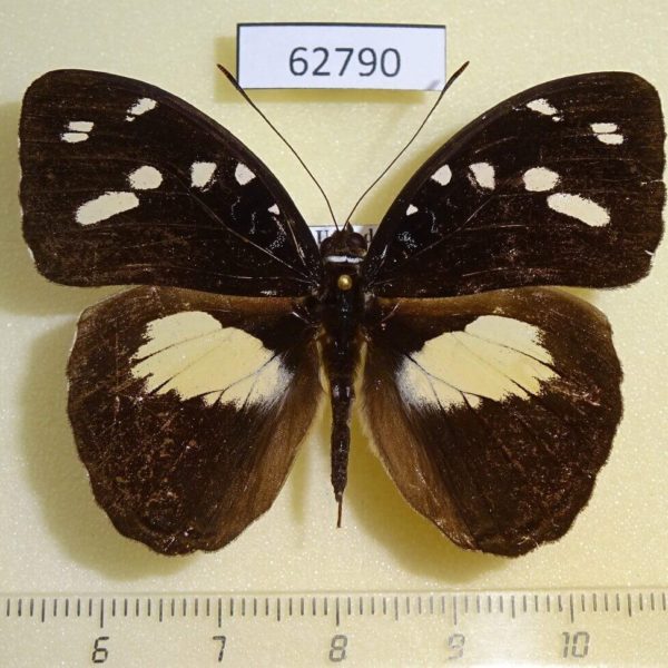 Nymphalidae Aterica galene Uganda