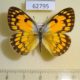 62795p Pieridae Colotis aurigineus Uganda $12