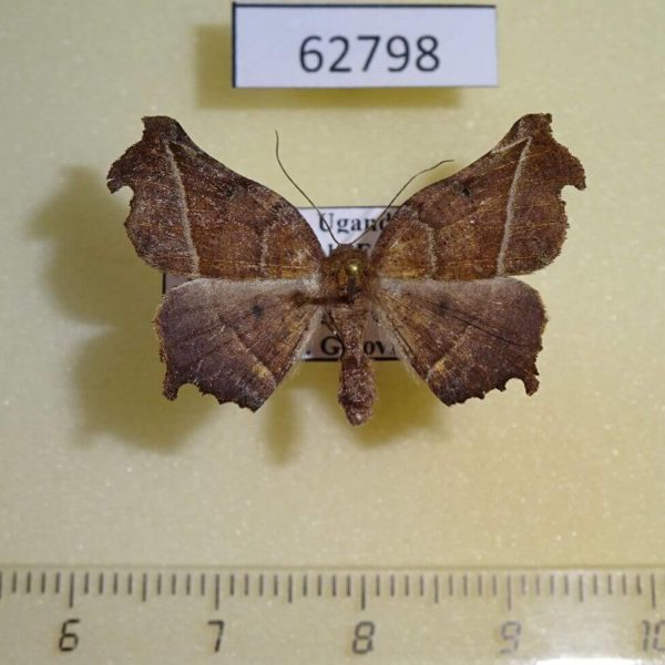 Geometridae Mesocoela obscura Uganda