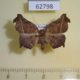 62798p Geometridae Mesocoela obscura Uganda $20