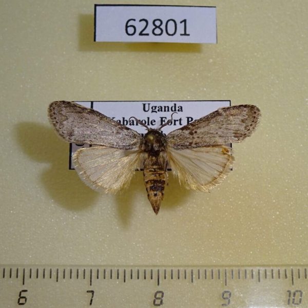 Notodontiidae Leptolepida malangae Uganda