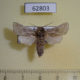 62803p Cossidae Kotchevnik modestus Kazakhstan $6