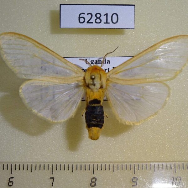 Arctiidae Kenyarctia occidentalis Uganda