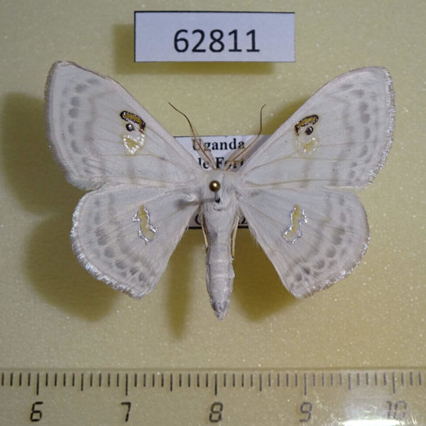 Geometridae Problepsis digammata Uganda