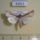 62813p Noctuidae Mythimna panarista Uganda $8