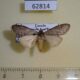 62814p Lymantridae Eudasychira sp. geoffreyi Uganda $7