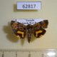 62817p Hyblaeidae Hyblaea sp. fontainei Uganda $20