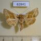 62841p Noctuidae Euchalsia inconspicua f Kazakhstan $9