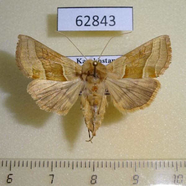 Noctuidae Euchalsia inconspicua f Kazakhstan