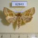 62843p Noctuidae Euchalsia inconspicua f Kazakhstan $9