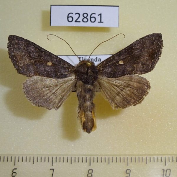 Noctuidae Thysanoplusia turlini Uganda