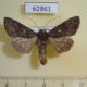 62861p Noctuidae Thysanoplusia turlini Uganda $10