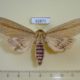 62871p Noctuidae Paragria sesamiodes Uganda $25