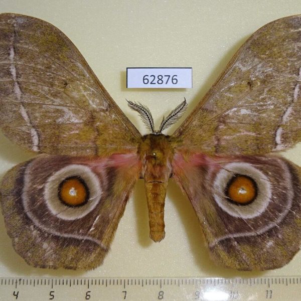 Saturniidae Gonimbrasia conradsi Uganda