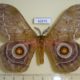 62876p Saturniidae Gonimbrasia conradsi Uganda $10