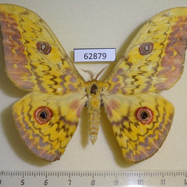 Saturniidae Aurivillius triramis Uganda