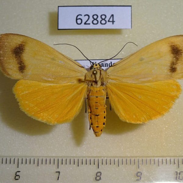 Noctuidae Digama aganais f Uganda
