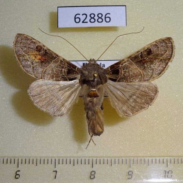 Noctuidae Ctenoplusia euchroides Uganda