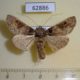 62886p Noctuidae Ctenoplusia euchroides Uganda $10