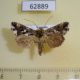 62889p Noctuidae Thysanoplusia sp. epicharis Uganda $7