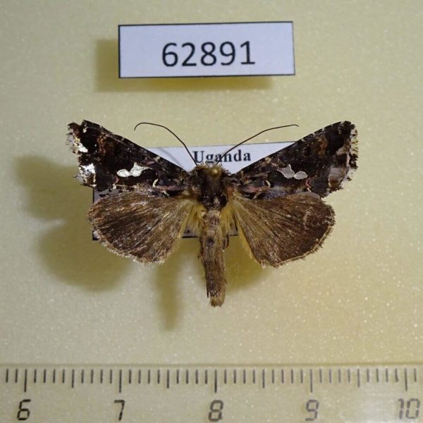 Noctuidae Thysanoplusia sp. epicharis Uganda