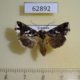 62892p Noctuidae Thysanoplusia sp. epicharis Uganda $9