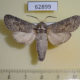 62899p Cossidae Deserticossus consobrinus Kazakhstan $12