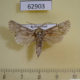 62903p Cossidae Semagystia agilis Kazakhsta $10