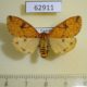 62911p Arctiidae Pericaliella melanodisca f Uganda $10