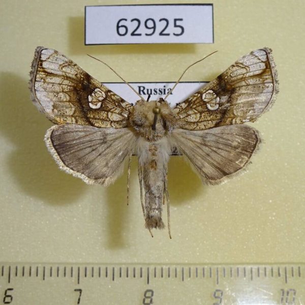 Noctuidae Polychrysia esmeralda Krasnoyarsk reg.