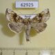 62925p Noctuidae Polychrysia esmeralda Krasnoyarsk reg. $7
